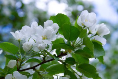 Yaz bahçesinde yeşil yaprakları olan çiçek açan elma ağacı.