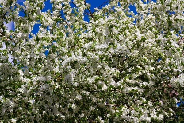 Manzano Floreciente Con Hojas Verdes Jóvenes Jardín Verano —  Fotos de Stock