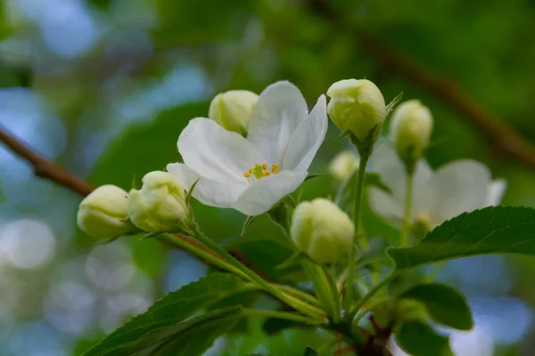 Blühender Apfelbaum Mit Jungen Grünen Blättern Sommergarten — Stockfoto