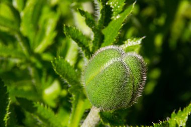 Açılmamış yeşil haşhaş tomurcuğu güneşli bir günde