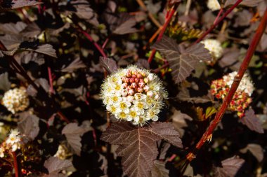 Açık güneşli bir günde yaprakları genç olan physocarpus opulifolius
