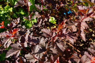 Açık güneşli bir günde yaprakları genç olan physocarpus opulifolius