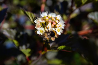 Arı güneşli bir günde bir çiçekte polen toplar.