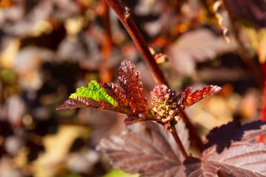 Açık güneşli bir günde yaprakları genç olan physocarpus opulifolius