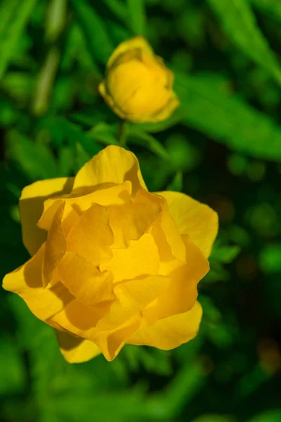 Traje Baño Europeo Flores Verano Brillante Día Soleado — Foto de Stock