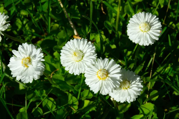 Daisy Flowers Background Green Grass Summer Bright Sunny Day — Stock Photo, Image