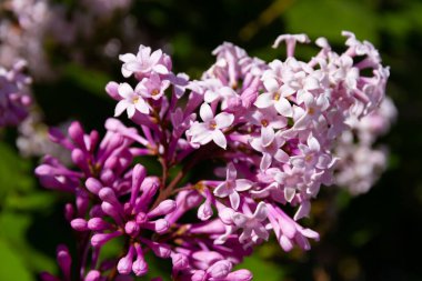 Genç leylak çiçekleri güneşli bir yaz gününde
