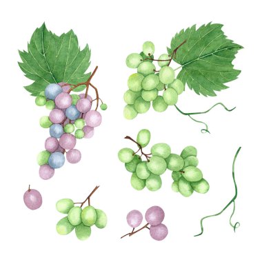 Üzüm suluboya seti. El çizilmiş botanik illüstrasyon beyaz arka plan üzerinde izole. Baskı, tekstil, ambalaj kağıdı için mükemmel