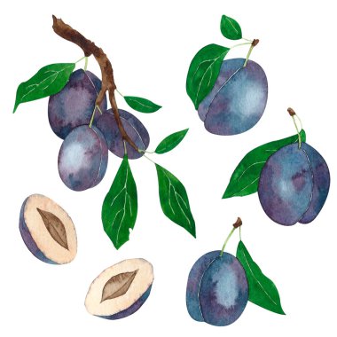 Beyaz üzerine izole erik suluboya seti. El çizilmiş botanik illüstrasyon. Baskı, poster, ambalaj kağıdı, etiket, tekstil için mükemmel