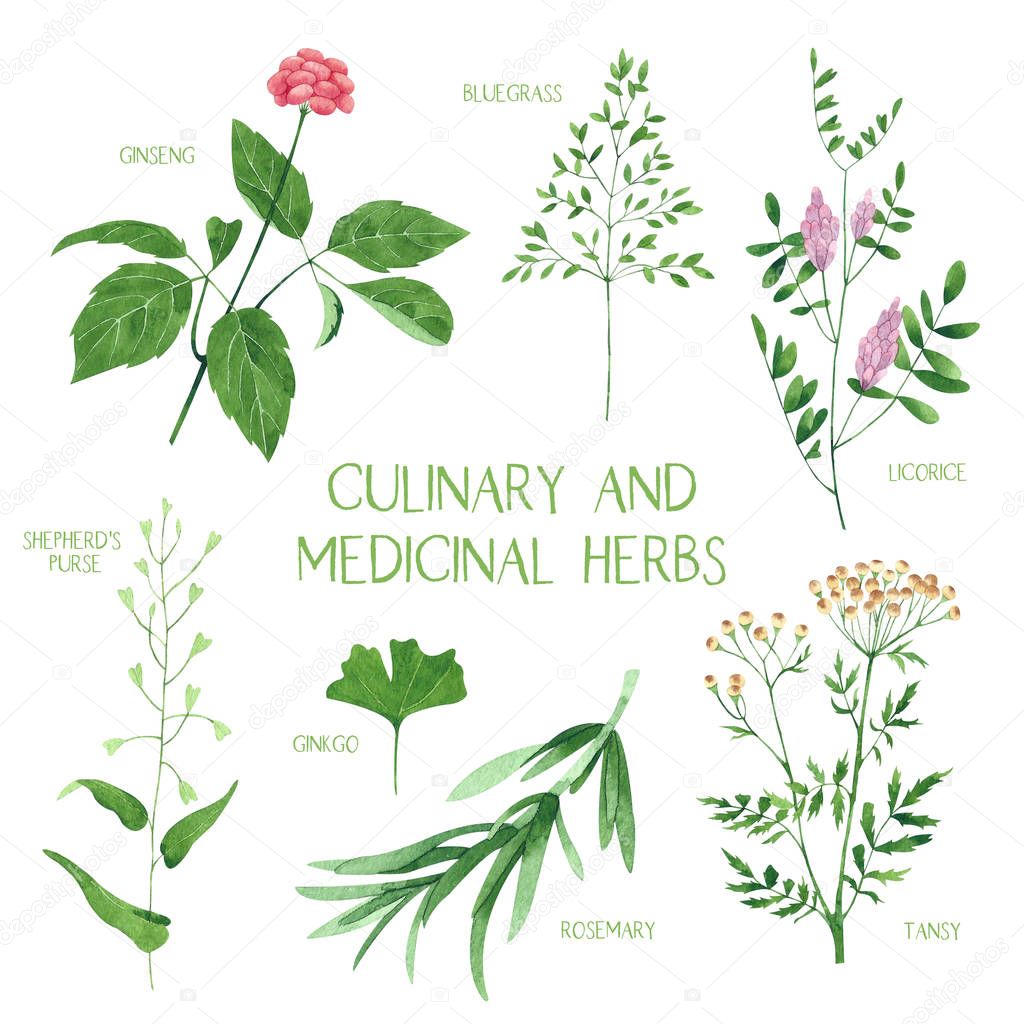 Culinary and medicinal herbs. Watercolor botanical illustration. Ginseng, ginkgo, bluegrass, tansy, rosemary