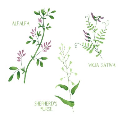 Yonca seti, vicia sativa, beyaz arka plan üzerinde izole çoban çanta bitkiler