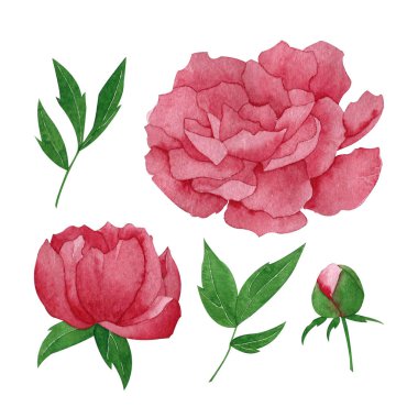 Beyaz arka plan üzerinde izole yaprakları ile şakayık çiçek ve tomurcuk seti