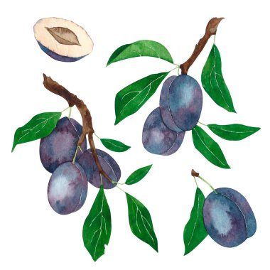 Yaprakları ile dalları erik Suluboya seti