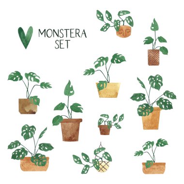 Monstera beyaz arka plan üzerinde izole suluboya ayarlayın