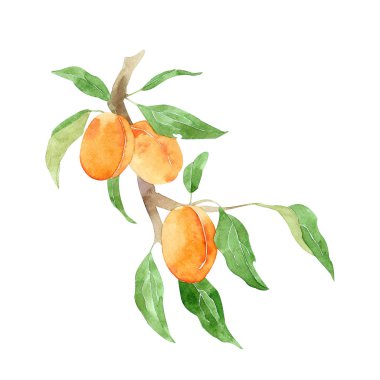 Kayısılar beyaz arkaplanda izole edilmiş