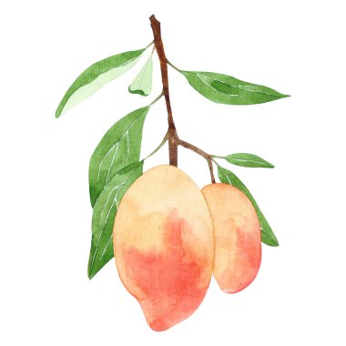 Beyaz arka plan üzerinde izole Mango