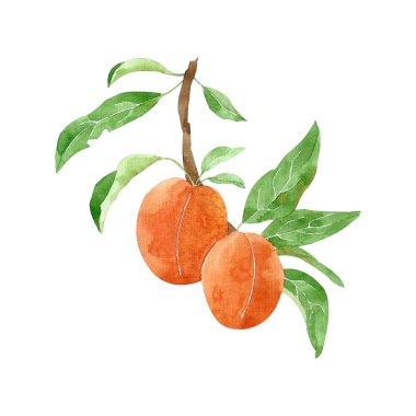 Şeftaliler beyaz arkaplanda izole edilmiş