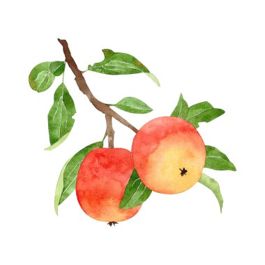 Kırmızı suluboya elma beyaz arka plan üzerinde izole