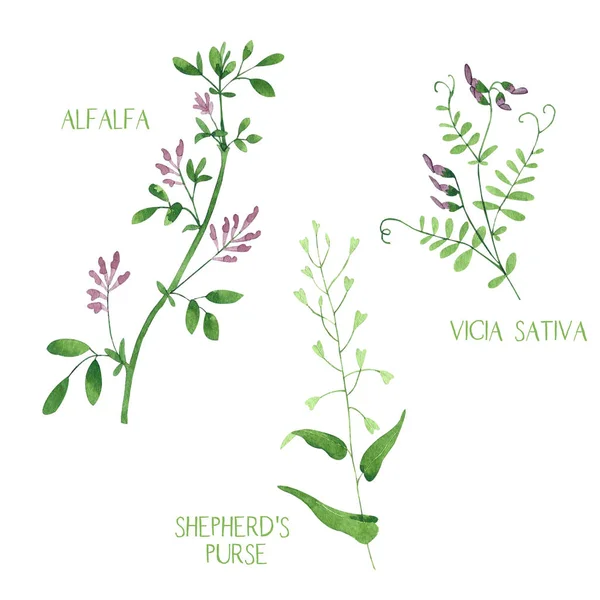 Yonca seti, vicia sativa, beyaz arka plan üzerinde izole çoban çanta bitkiler