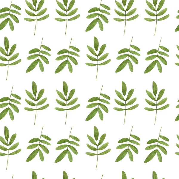 Монохромный Зелёный Узор Нежных Листьев — стоковое фото