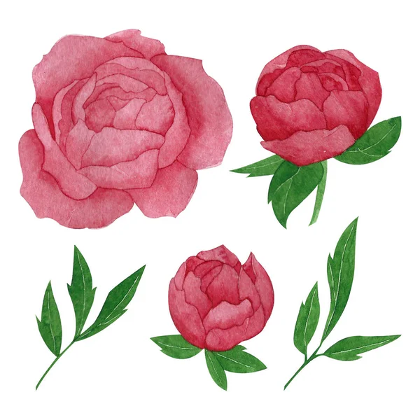 Beyaz arka plan üzerinde izole şakayık çiçek ve yaprakları seti