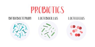 Probiyotik. Laktik asit bakterisi. Bağırsak ve bağırsak florası sağlığı için iyi bakteri ve mikroorganizmalar. Mikrobiyom. Bifidobakteryum, laktobasil, laktokok. Vektör seti