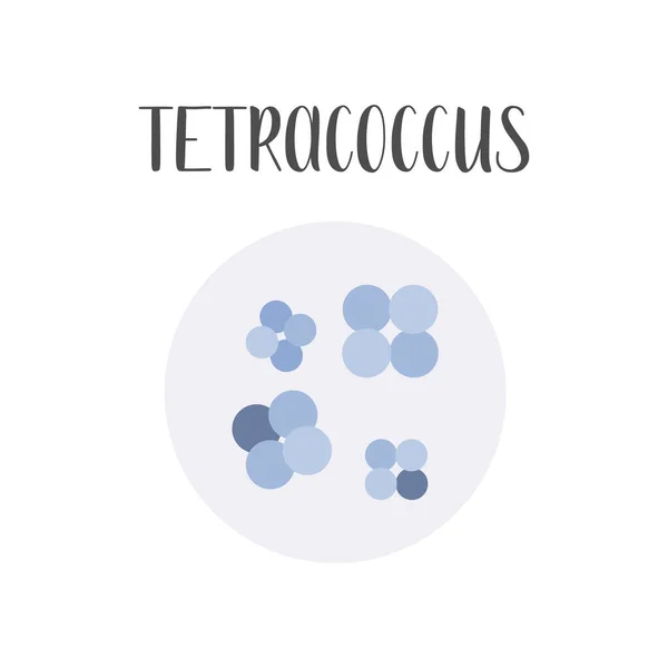 Tetracoccus Células Bacterianas Morfología Microbiología Ilustración Plana Del Vector — Vector de stock