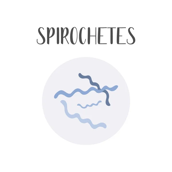 Espiroquetas Células Bacterianas Morfología Microbiología Ilustración Plana Del Vector — Vector de stock