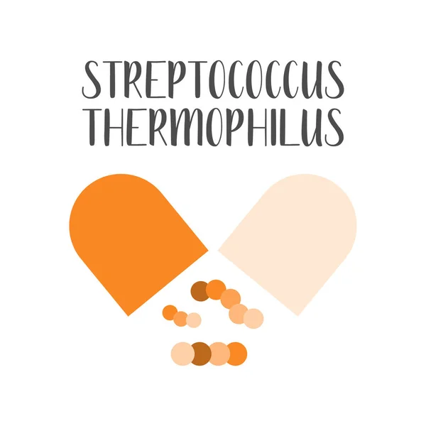 Streptococcus Thermophilus Probiotik Bakteri Asam Laktat Bakteri Yang Baik Dan - Stok Vektor