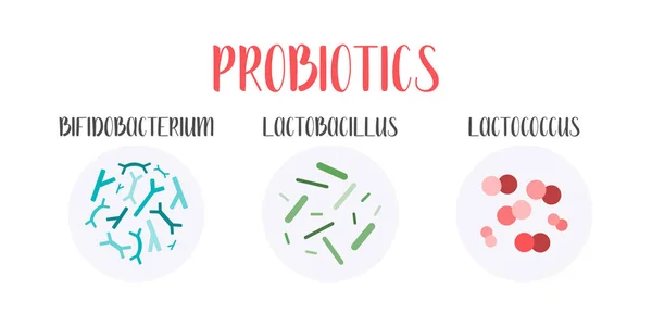 Probiyotik. Laktik asit bakterisi. Bağırsak ve bağırsak florası sağlığı için iyi bakteri ve mikroorganizmalar. Mikrobiyom. Bifidobakteryum, laktobasil, laktokok. Vektör seti