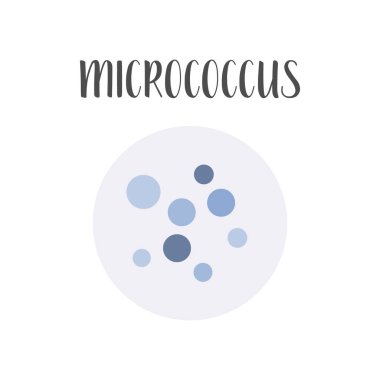 Micrococcus. Bacteria classification. Spherical shapes of bacteria, cocci. Type and different forms of bacterial cells. Morphology. Microbiology. Vector flat illustration clipart