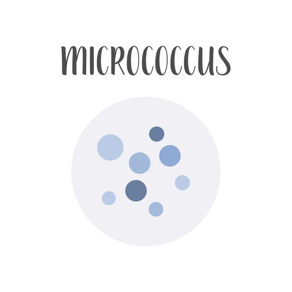 Micrococcus Clasificación Bacteriana Formas Esféricas Bacterias Cocos Tipo Diferentes Formas — Vector de stock