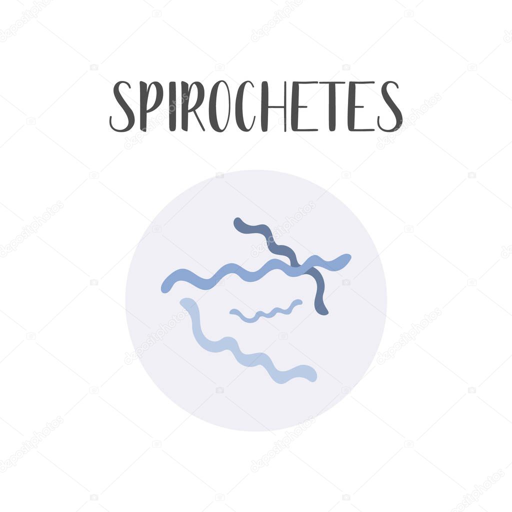 Spirochetes. Bacteria classification. Spiral shapes of bacteria. Types and different forms of bacterial cells. Morphology. Microbiology. Vector flat illustration