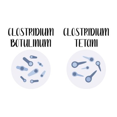 Clostridium botulinum, clostridium tetani, patojen. Çubuk şeklinde, gram pozitif anaerobik bakteri. Bacillus. Morfoloji. Mikrobiyoloji. Vektör düz resimleme