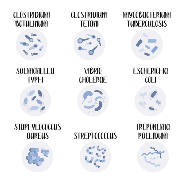 Bacterias Más Patógenas Escherichia Coli Staphylococcus Aureus Streptococcus Clostridium Salmonella — Vector de stock