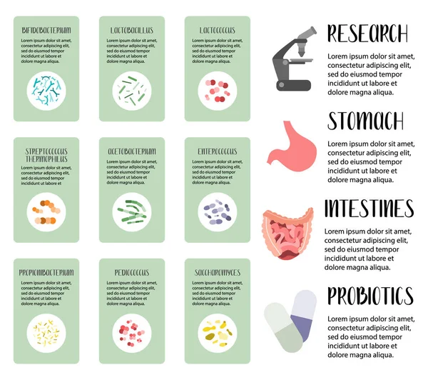 Probiotika Mjölksyrabakterier Goda Mikroorganismer För Magen Tarmen Och Tarmflorans Hälsa — Stock vektor