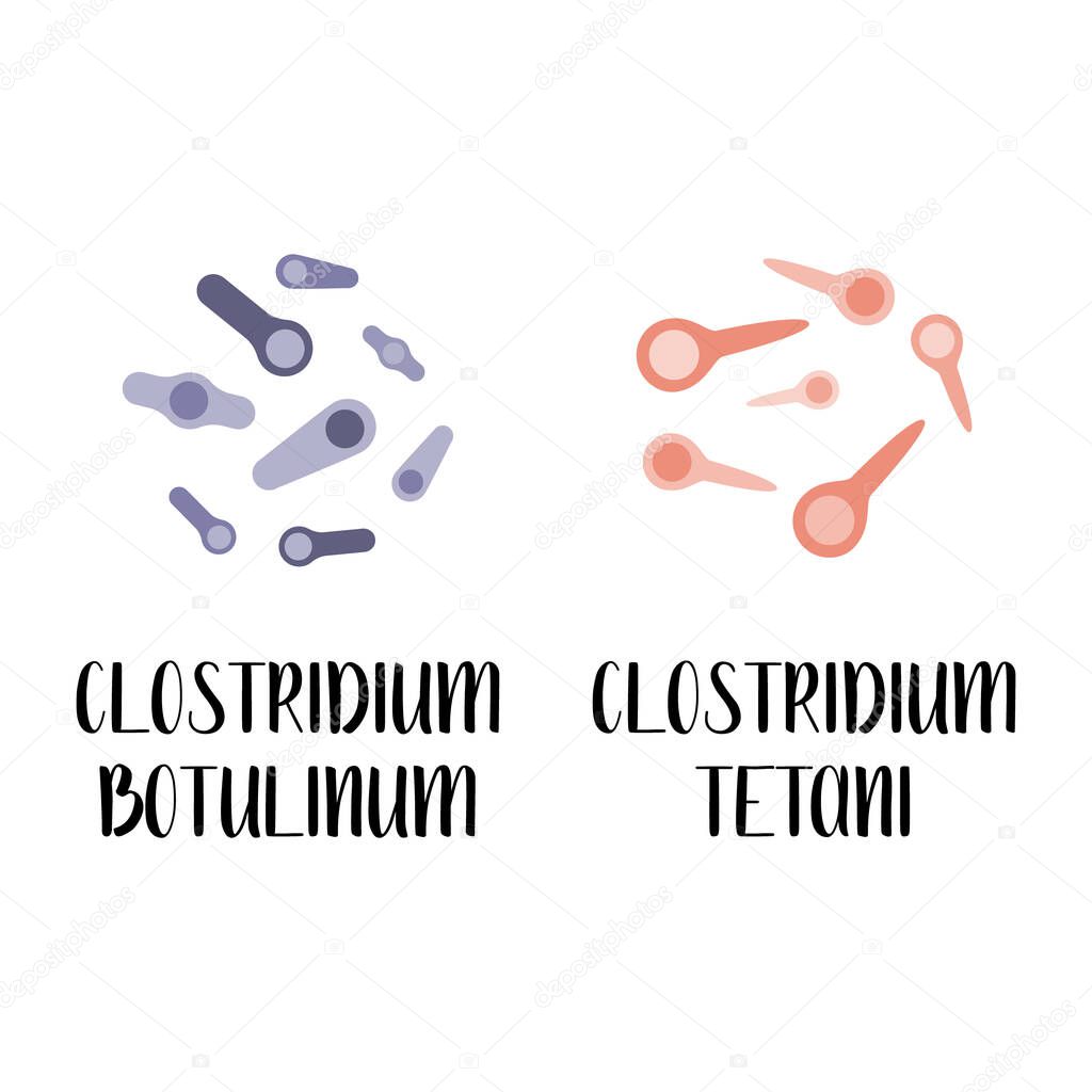 Clostridium botulinum, clostridium tetani, pathogen. Rod-shaped, gram-positive anaerobic bacteria. Bacillus. Morphology. Microbiology. Vector flat illustration