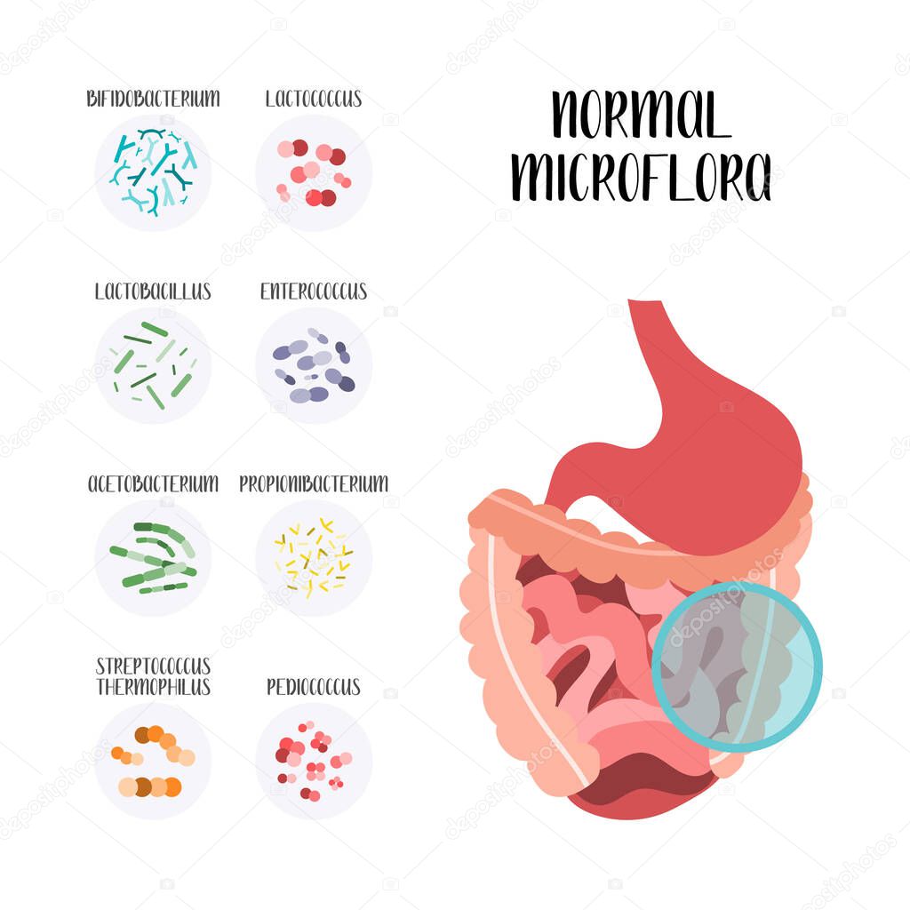 Probiotics. Lactic acid bacteria. Good microorganisms for stomach, gut and intestinal flora health. Microbiome. Bifidobacterium, lactobacillus, lactococcus, thermophilus streptococcus. Vector set