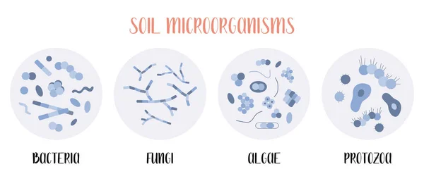 Biologie Sol Microorganismes Sol Bactéries Champignons Algues Protozoaires Microbiologie Illustration — Image vectorielle