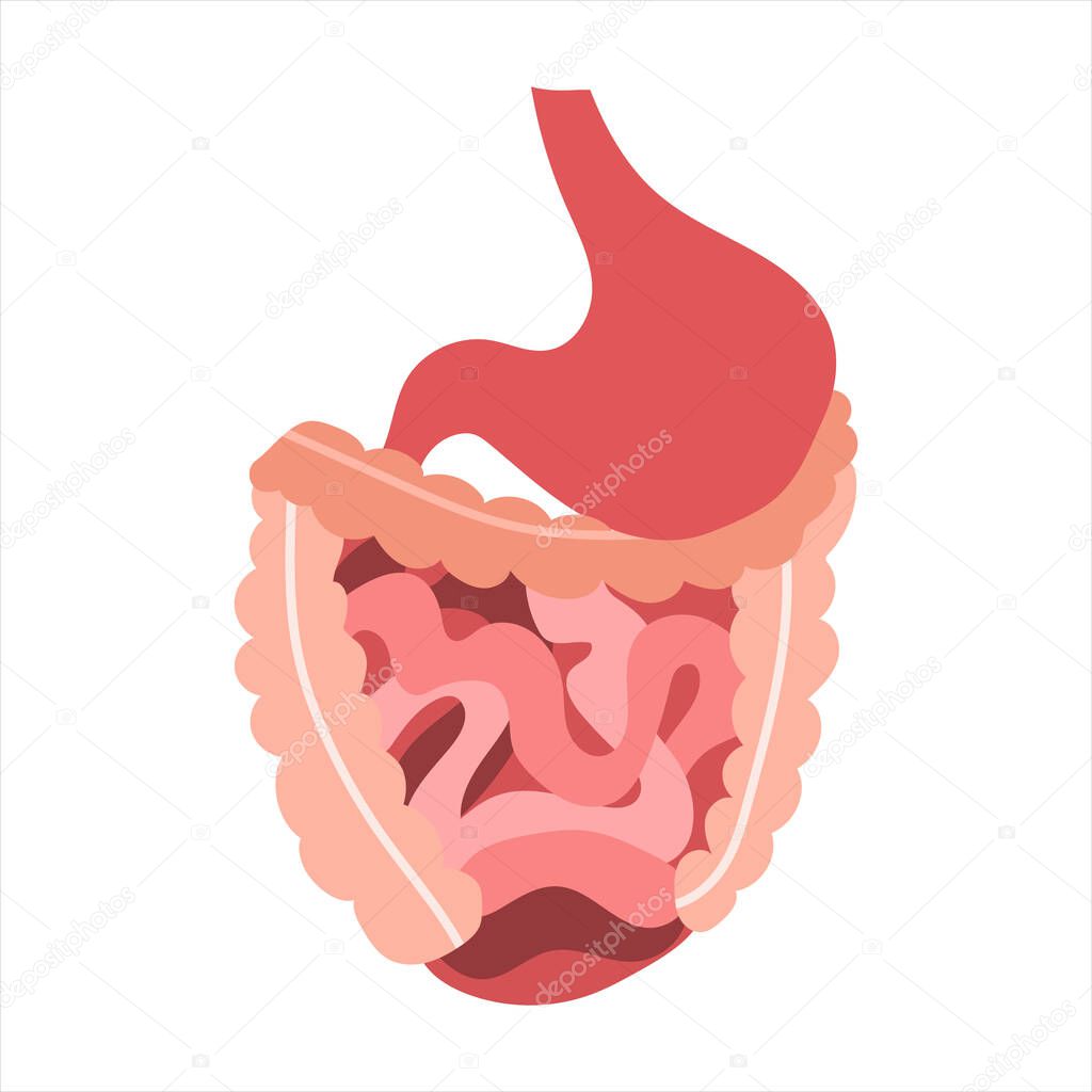 Human digestive system. Stomach, gut, small and large intestine. Digestive tract. Vector flat illustration