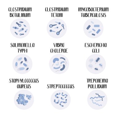 9 most pathogenic bacteria: Escherichia Coli, Staphylococcus Aureus, Streptococcus, Clostridium, Salmonella. Dangerous infections. Bacteriology. Morphology. Microbiology. Vector flat illustration clipart
