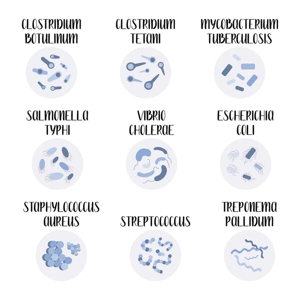 9 patojenik bakteri: Escherichia Coli, Staphylococcus Aureus, Streptococcus, Clostridium, Salmonella. Tehlikeli enfeksiyonlar. Bakteriyoloji. Morfoloji. Mikrobiyoloji. Vektör düz resimleme