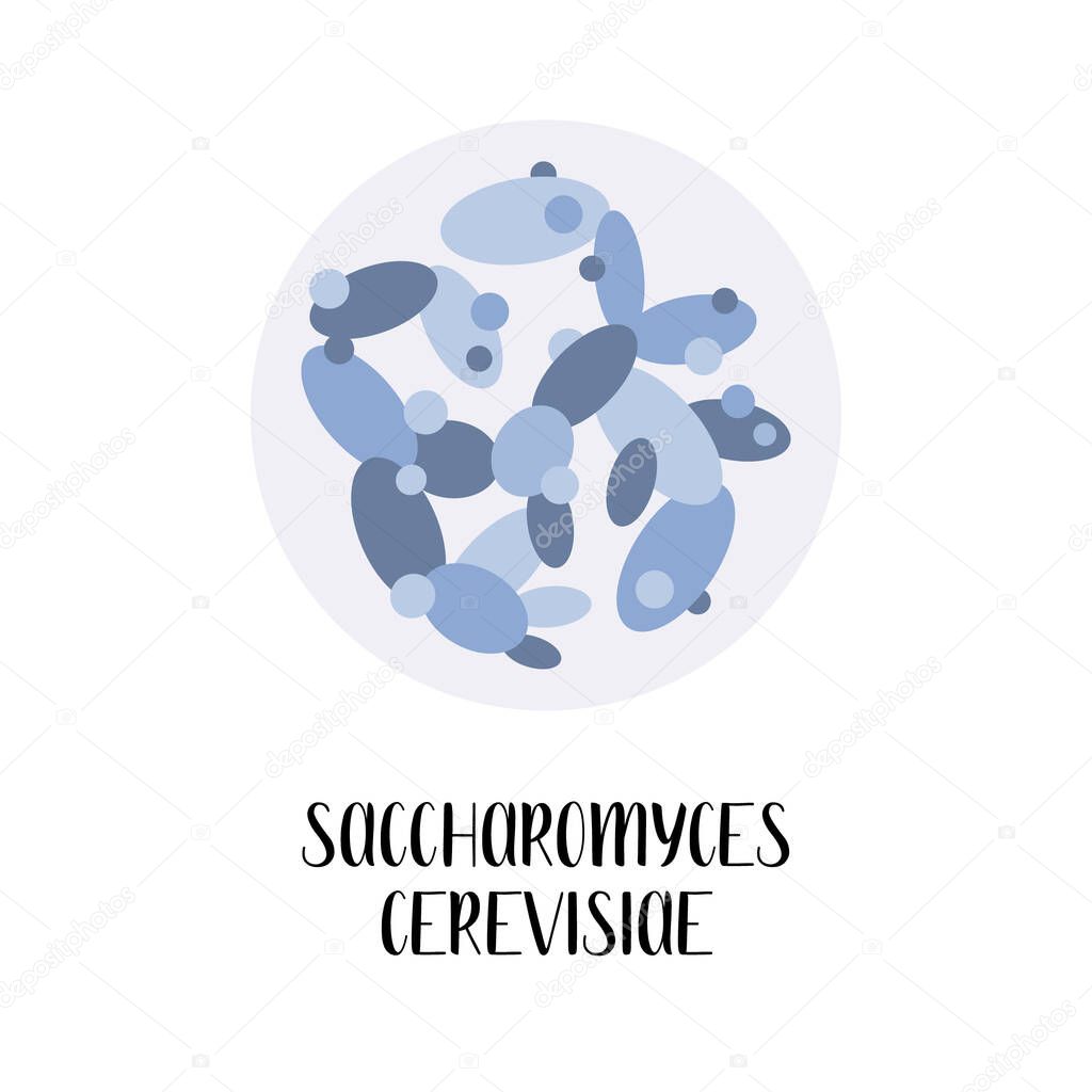 Saccharomyces cerevisiae. Baker's yeast. Used for winemaking, baking, brewing, probiotics. Morphology. Microbiology. Vector flat illustration