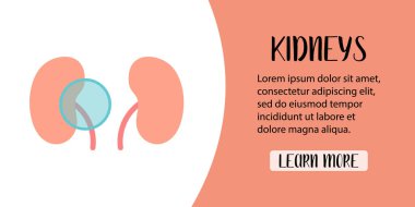 Human kidneys diagnostics. Kidney  and ureteral stones, renal failure, urinary tract obstruction, chronic disease, cancer. Vector flat illustration. Perfect for banner, landing page clipart