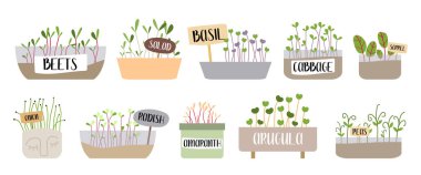 Mikro yeşiller. Pancar, salata, fesleğen, lahana, sorrel, soğan, turp, arugula, bezelye. Taze organik filizlenmiş tohumlar. Sağlıklı beslenme konsepti. Evde süper yiyecekler yetiştiriyorum. Vektör düz resimleme.