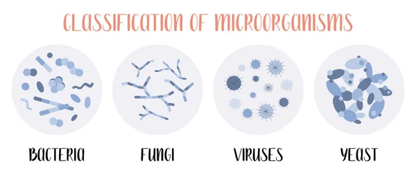 Clasificación Microorganismos Bacterias Hongos Virus Levaduras Microbiología Ilustración Plana Del — Vector de stock