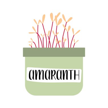 Amaranth. Mikro yeşiller. Taze organik filizlenmiş tohumlar. Sağlıklı beslenme konsepti. Evde süper yiyecekler yetiştiriyorum. Beyaz üzerine izole edilmiş vektör düz illüstrasyon
