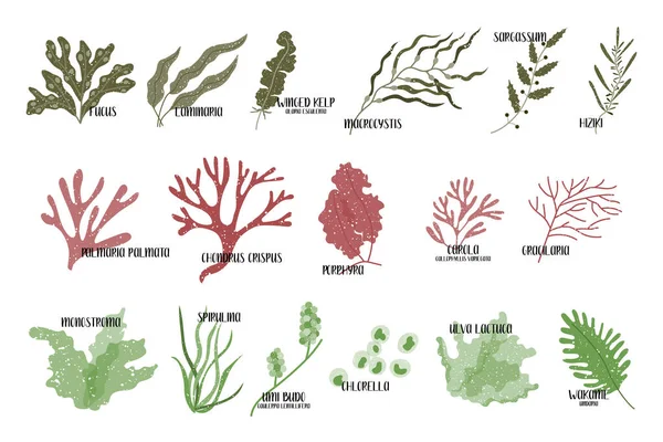 一大堆可食用的海草 红藻和绿藻海味蔬菜在白色上孤立的矢量平面插图 — 图库矢量图片
