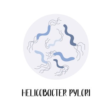 Helicobacter pylori or Campylobacter pylori. Gram-negative, spiral bacteria. Morphology. Microbiology. Vector flat illustration clipart
