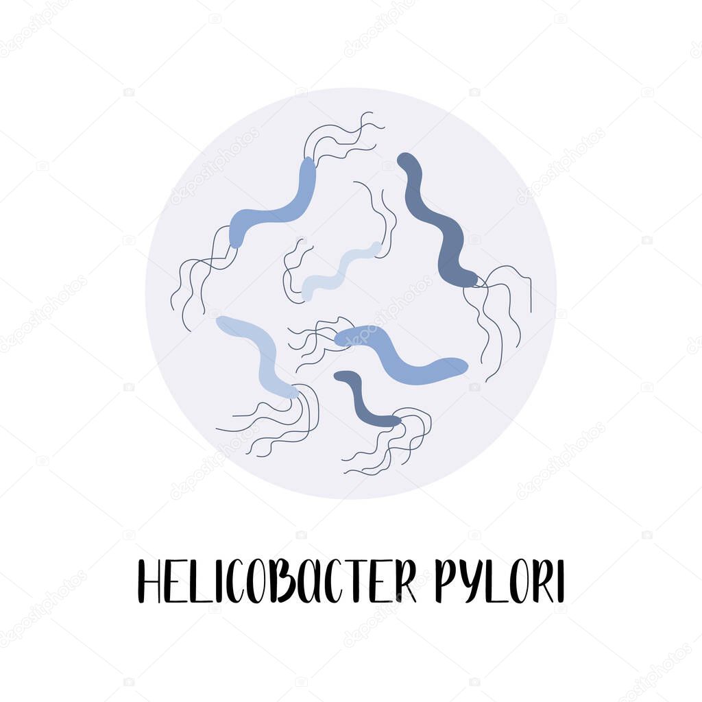 Helicobacter pylori or Campylobacter pylori. Gram-negative, spiral bacteria. Morphology. Microbiology. Vector flat illustration